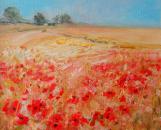 Poppies in a cornfield