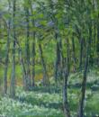 Wild Garlic Woods, St Chloe